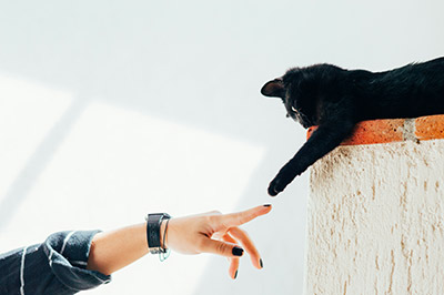 The Role of Pets in Providing Emotional Support for Depression | 70x7 Wellness Mission Baltimore